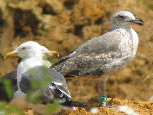 Lesser Black-backed Gull - Larus fuscus graellsii