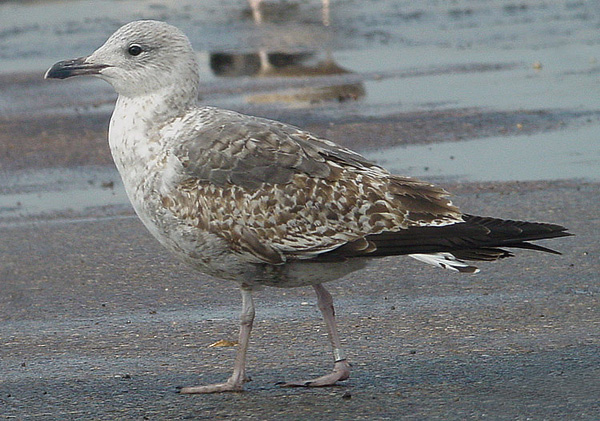 Lesser Black-backed Gull - Larus fuscus graellsii