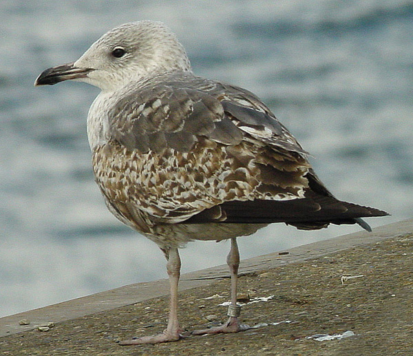 Lesser Black-backed Gull - Larus fuscus graellsii
