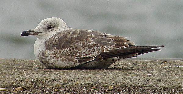 Lesser Black-backed Gull - Larus fuscus graellsii