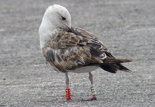 Lesser Black-backed Gull - Larus fuscus graellsii
