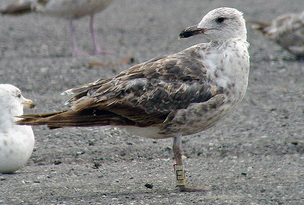 Lesser Black-backed Gull - Larus fuscus graellsii
