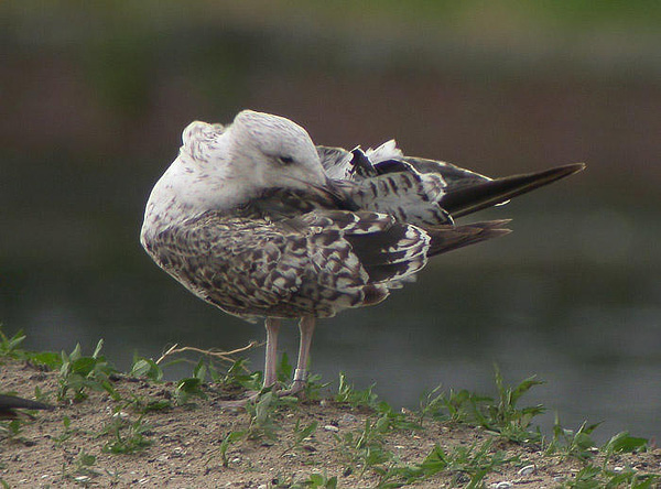 Lesser Black-backed Gull - Larus fuscus graellsii