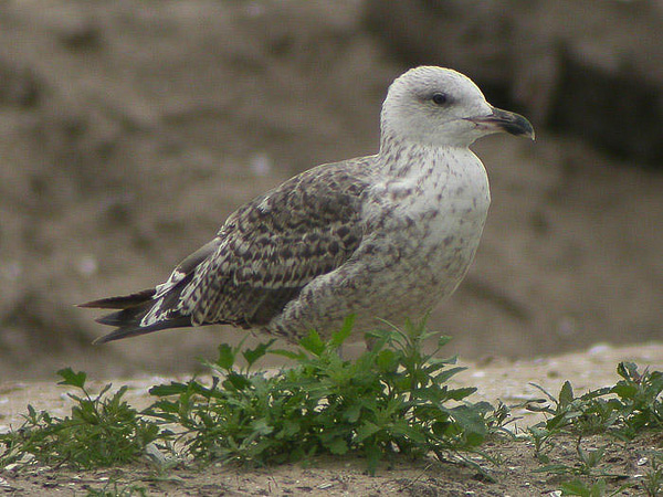 Lesser Black-backed Gull - Larus fuscus graellsii