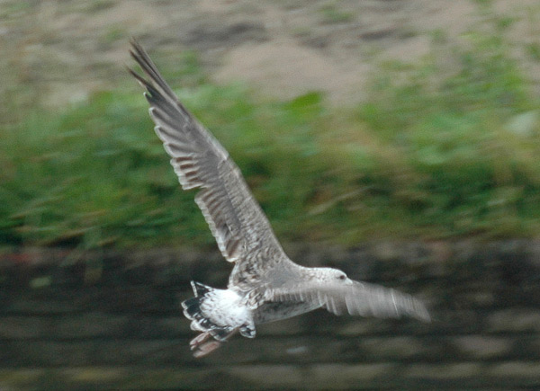 Lesser Black-backed Gull - Larus fuscus graellsii