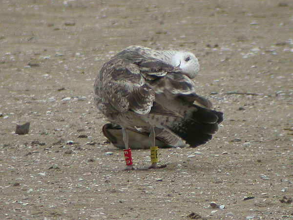 Lesser Black-backed Gull - Larus fuscus graellsii