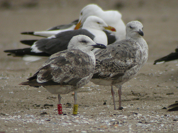 Lesser Black-backed Gull - Larus fuscus graellsii