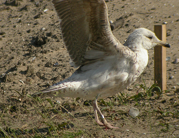 Lesser Black-backed Gull - Larus fuscus graellsii