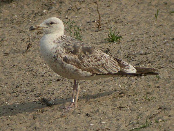 Lesser Black-backed Gull - Larus fuscus graellsii