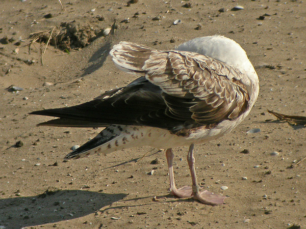 Lesser Black-backed Gull - Larus fuscus graellsii