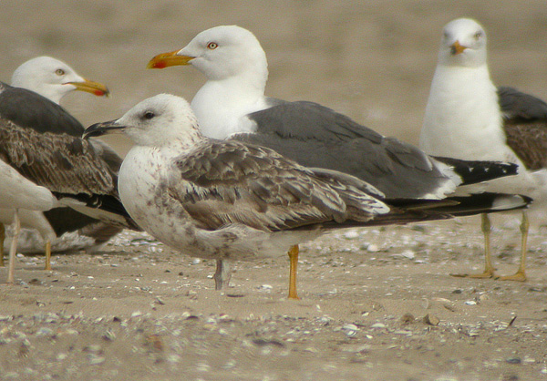 Lesser Black-backed Gull - Larus fuscus graellsii