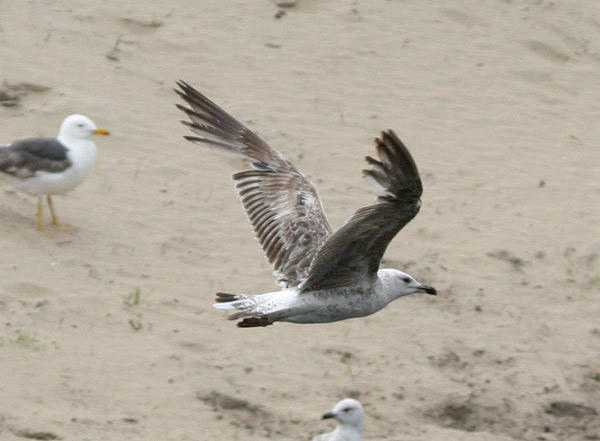 Lesser Black-backed Gull - Larus fuscus graellsii