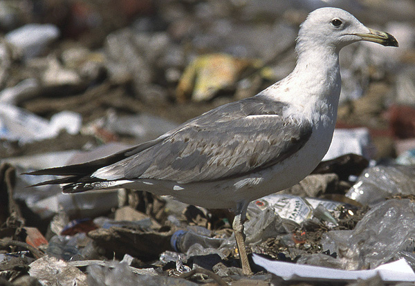Heuglin's Gull - Larus heuglini