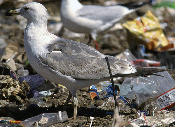 Heuglin's Gull - Larus heuglini