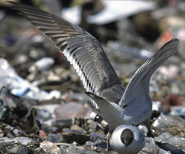 Heuglin's Gull - Larus heuglini