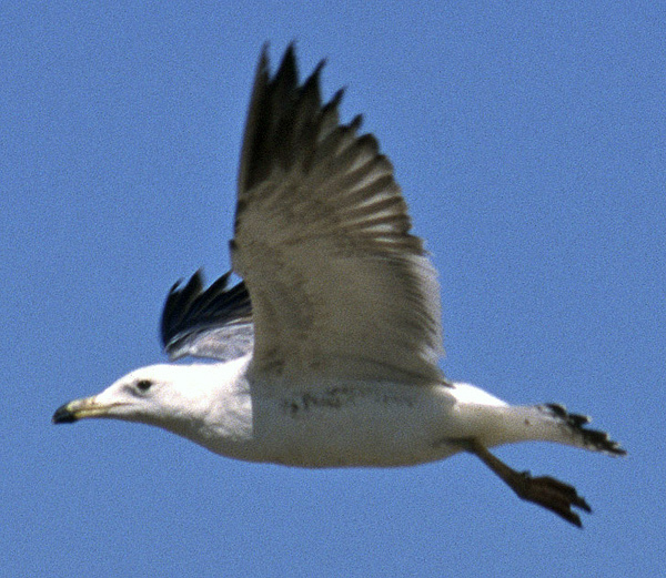 Heuglin's Gull - Larus heuglini