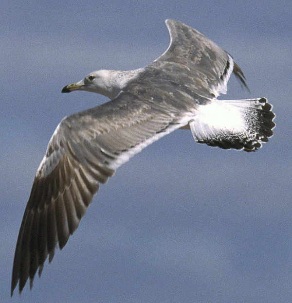 Heuglin's Gull - Larus heuglini