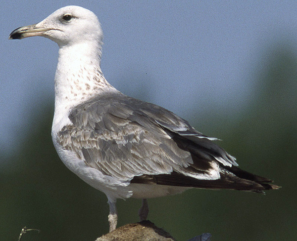 Heuglin's Gull - Larus heuglini