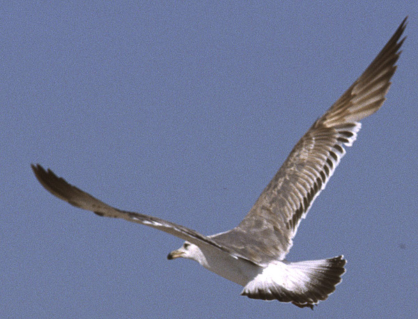 Heuglin's Gull - Larus heuglini