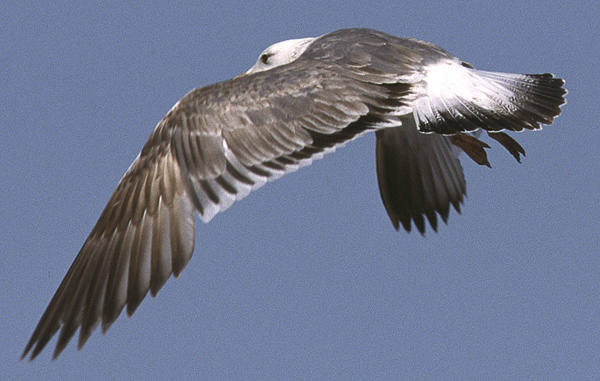 Heuglin's Gull - Larus heuglini