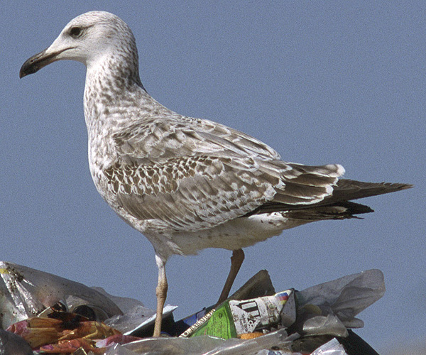 Heuglin's Gull - Larus heuglini