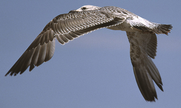 Heuglin's Gull - Larus heuglini