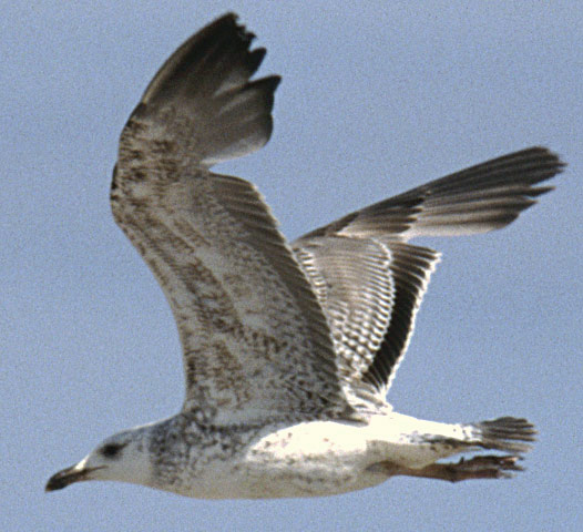 Heuglin's Gull - Larus heuglini