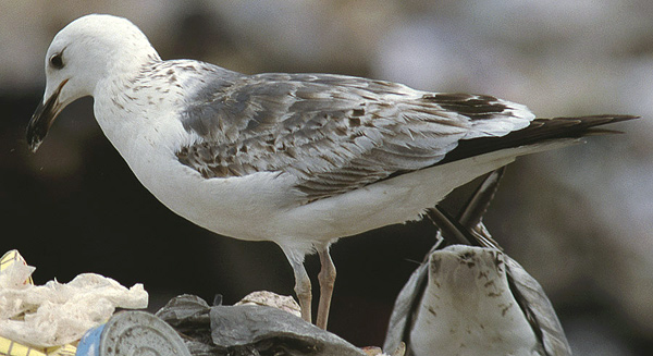 Heuglin's Gull - Larus heuglini