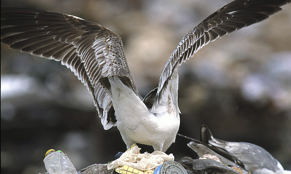 Heuglin's Gull - Larus heuglini