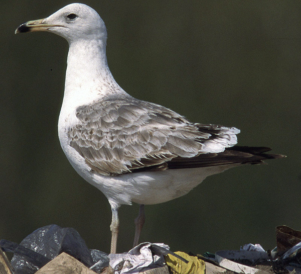 Heuglin's Gull - Larus heuglini