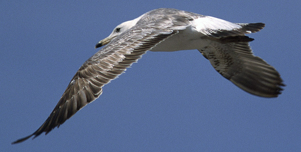 Heuglin's Gull - Larus heuglini