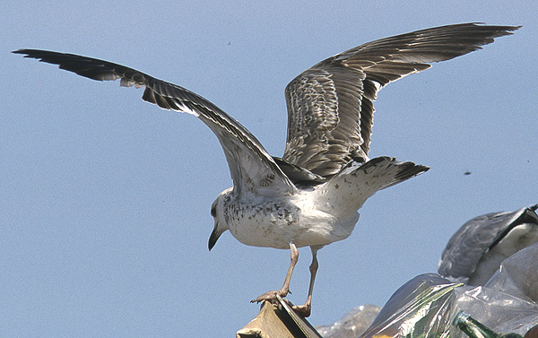 Heuglin's Gull - Larus heuglini