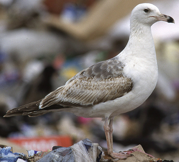 Heuglin's Gull - Larus heuglini