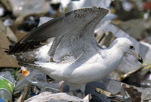 Heuglin's Gull - Larus heuglini