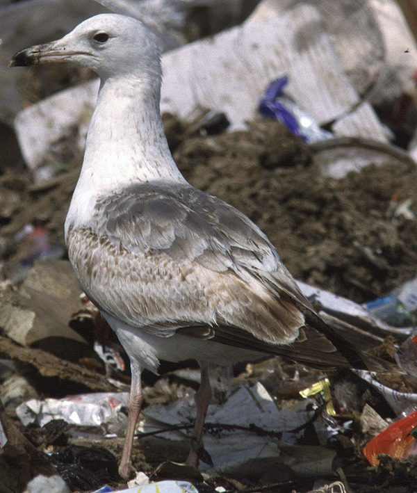 Heuglin's Gull - Larus heuglini