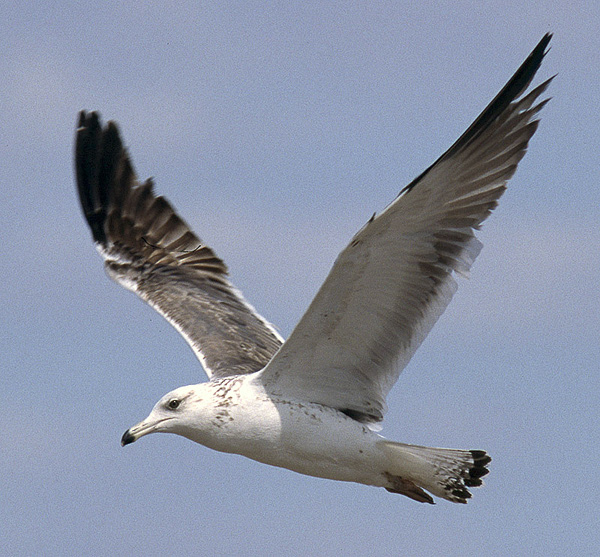 Heuglin's Gull - Larus heuglini