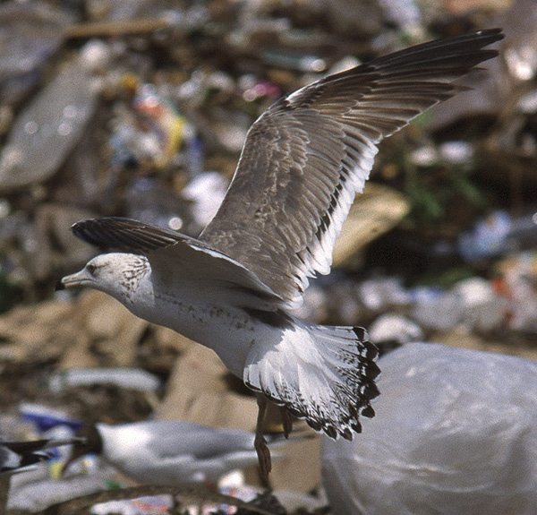 Heuglin's Gull - Larus heuglini