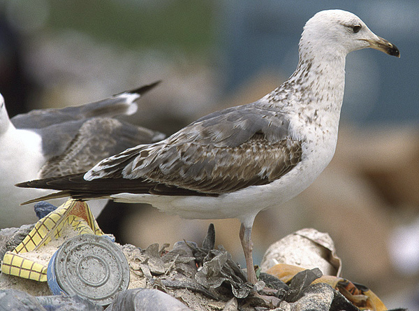 Heuglin's Gull - Larus heuglini