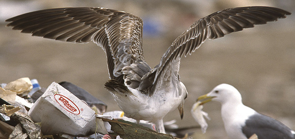 Heuglin's Gull - Larus heuglini