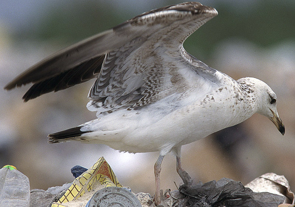 Heuglin's Gull - Larus heuglini