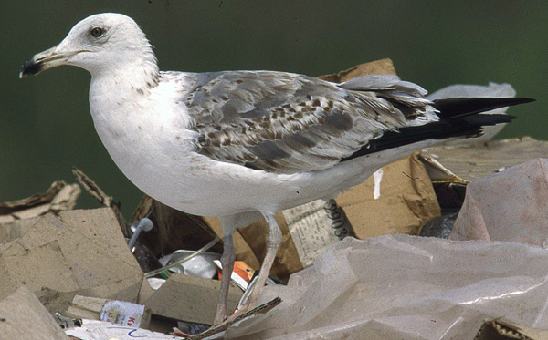 Heuglin's Gull - Larus heuglini