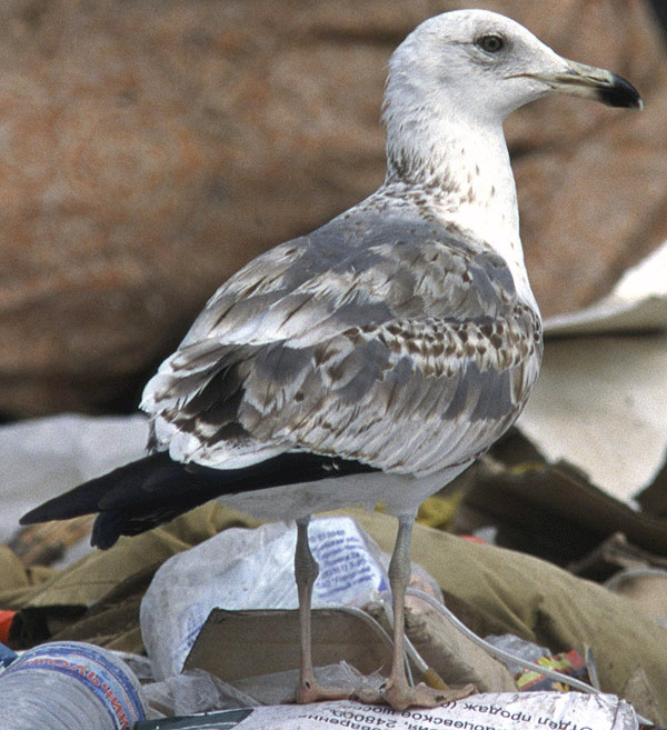 Heuglin's Gull - Larus heuglini