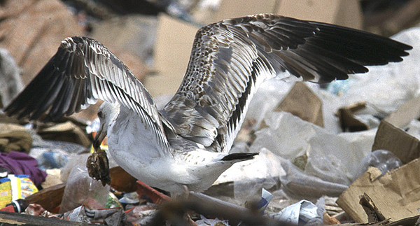 Heuglin's Gull - Larus heuglini