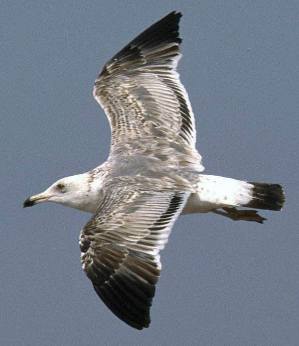 Heuglin's Gull - Larus heuglini