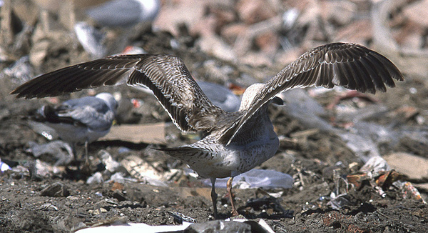 Heuglin's Gull - Larus heuglini