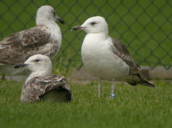 Lesser Black-backed Gull - Larus fuscus intermedius