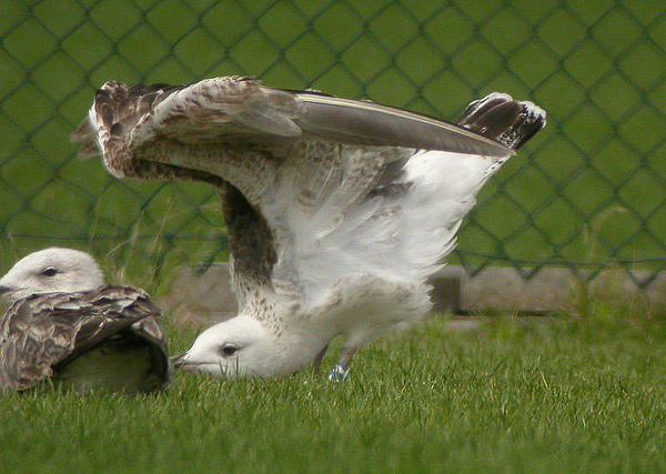 Lesser Black-backed Gull - Larus fuscus intermedius