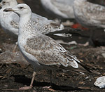 Presumed 2cy Heuglin's Gulls in Finland