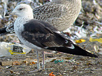 2cy Baltic Gulls L f fuscus