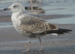 2cy Lesser Black-backed Gulls L f graellsii